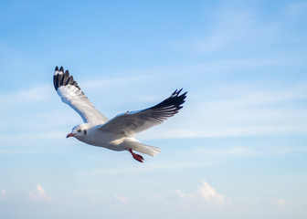 Seagulls flying in the sky © Sunday Stock