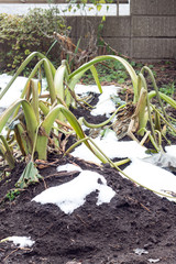 Withered vegetable trees on farm by cold whether, Taro