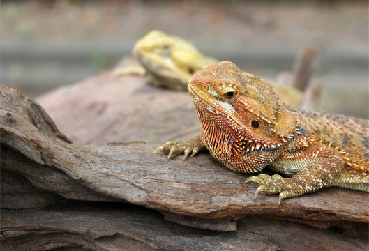 chameleon animal on the wood