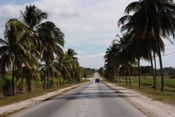 Fototapeta na wymiar Kuba, Straße mit Palmen