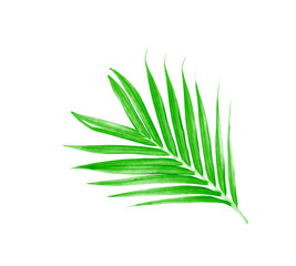 Green leaves of palm tree isolated on white background