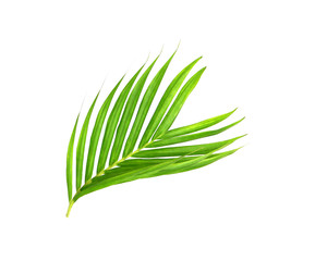 Green leaves of palm tree isolated on white background