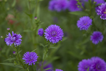 Obraz premium Beautiful purple flowers in a field