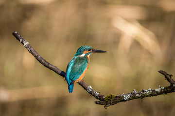 kingfisher