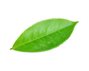 Fototapeta na wymiar green tea leaf isolated on white