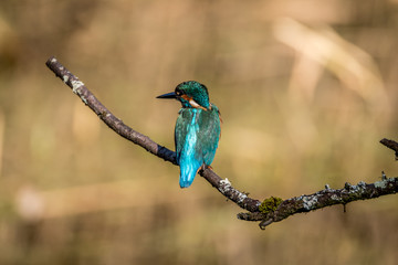 kingfisher