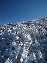 樹氷と青空