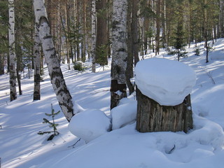 Stump, stub under snow in pine forest