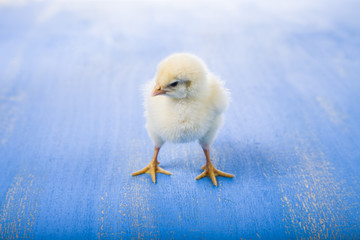 Fluffy little yellow chicken on a blue wooden background. Card f