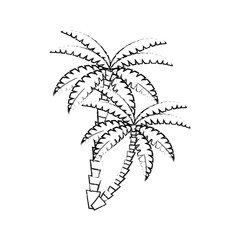 Obraz premium Palm tree icon. Nature plant and summer season theme. Isolated design. Vector illustration