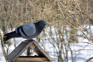 Pigeon is sitting on the bird feeder in the winter forest. Compassion and help the birds in winter. Grey dove close-up.