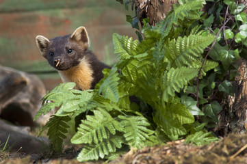The European pine marten (Martes martes), known most commonly as the pine marten in Anglophone Europe, and less commonly also known as pineten, baum marten, or sweet marten, 