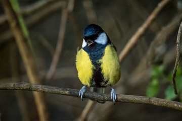 Fototapeta premium great tit