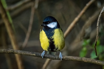 Fototapeta premium great tit