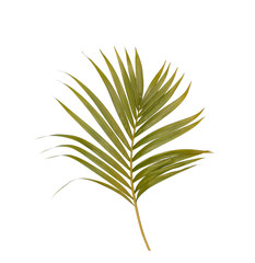 Green leaves of palm tree isolated on white background