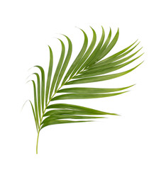 Green leaves of palm tree isolated on white background