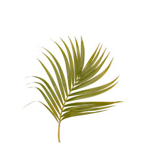 Green leaves of palm tree isolated on white background