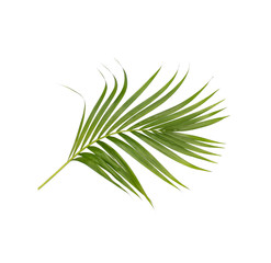 Green leaves of palm tree isolated on white background