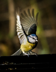 blue tit