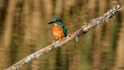 kingfisher