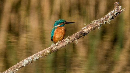 kingfisher