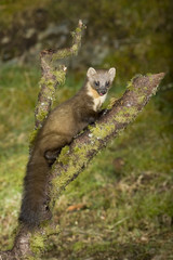 The European pine marten (Martes martes), known most commonly as the pine marten in Anglophone Europe, and less commonly also known as pineten, baum marten, or sweet marten, 