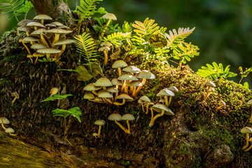 fungi