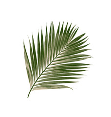 Obraz premium green leaves of palm tree isolated on white background