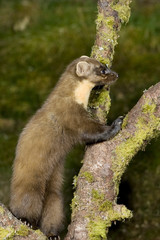 The European pine marten (Martes martes), known most commonly as the pine marten in Anglophone Europe, and less commonly also known as pineten, baum marten, or sweet marten, 
