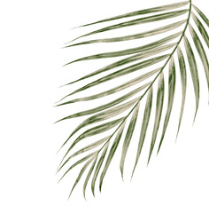Obraz premium Green leaves of palm tree isolated on white background