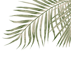 Fototapeta premium Green leaves of palm tree isolated on white background