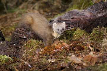 The European pine marten (Martes martes), known most commonly as the pine marten in Anglophone Europe, and less commonly also known as pineten, baum marten, or sweet marten