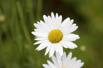 Obraz premium Beautiful daisy flower in a field