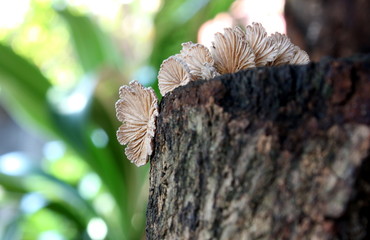 Fan-shaped mushrooms (Schizophyllum commune) which known as a medicinal mushroom, are growing on a hardwood log
