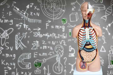 Human anatomy mannequin on the background of chemical formulas
