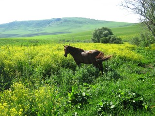 На пастбище.