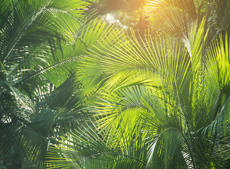 Panele Szklane Podświetlane  zielony liść palmy