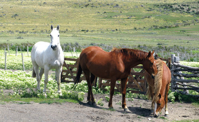 Obraz premium Caballos Salvajes