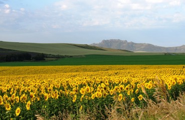 Поля подсолнечника.