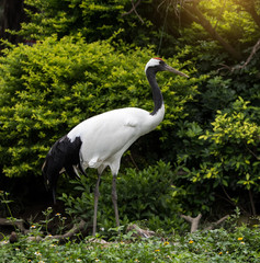 Fototapeta premium Red-Crowned crane