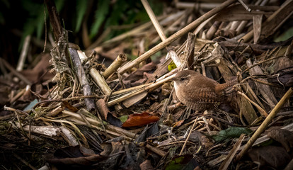 Wren