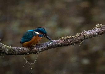 kingfisher