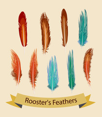 rooster feather collection