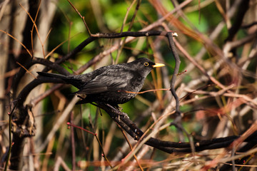 Blackbird, Turdus merula