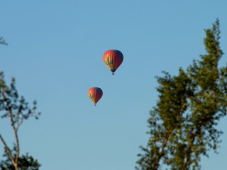 Fototapeta na wymiar Hot Air Balloons through Tree Limbs