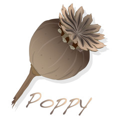 dried poppy head vector