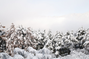 Trees under snow at the winter time