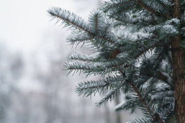blue fir branches covered with snow after snowfall, closeup photo