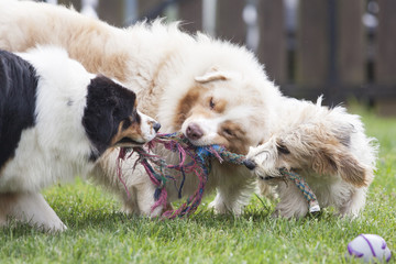Tres perros jugando con una cuerda