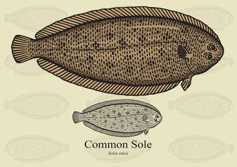 Common Sole, Dover Sole. Vector illustration for artwork in small sizes. Suitable for graphic and packaging design, educational examples, web, etc.